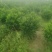 非洲茉莉