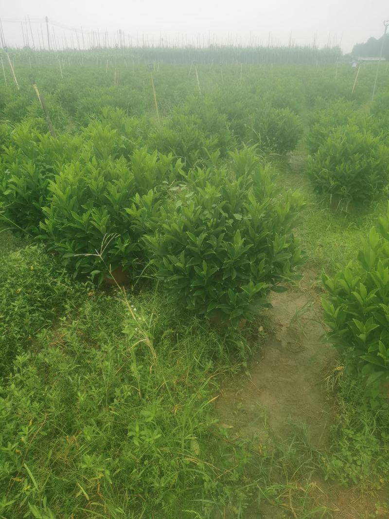 非洲茉莉