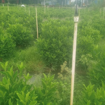 非洲茉莉