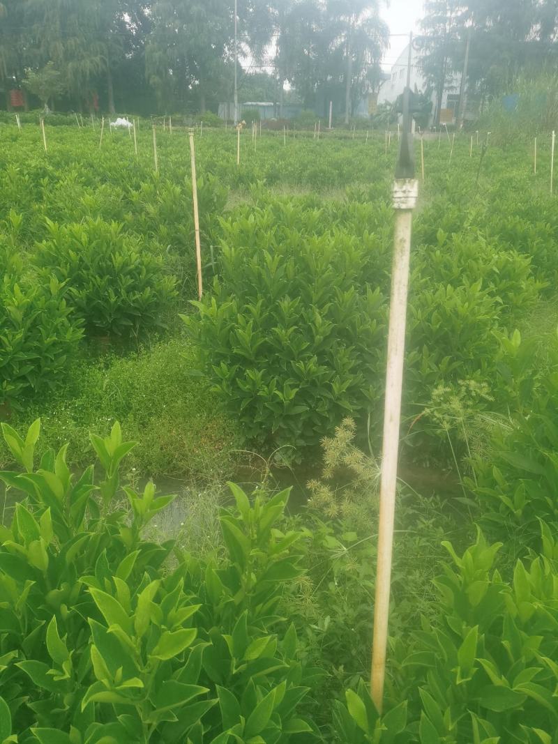 非洲茉莉