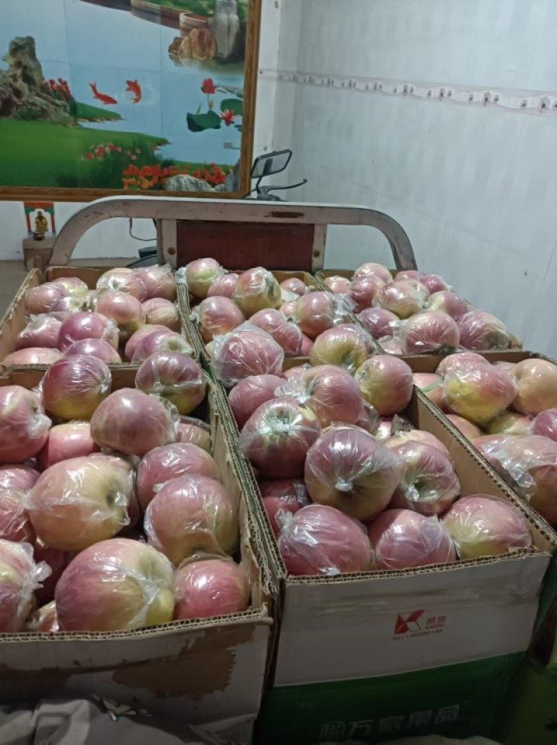 斗南苹果大量供应，，价格便宜，需要联系，