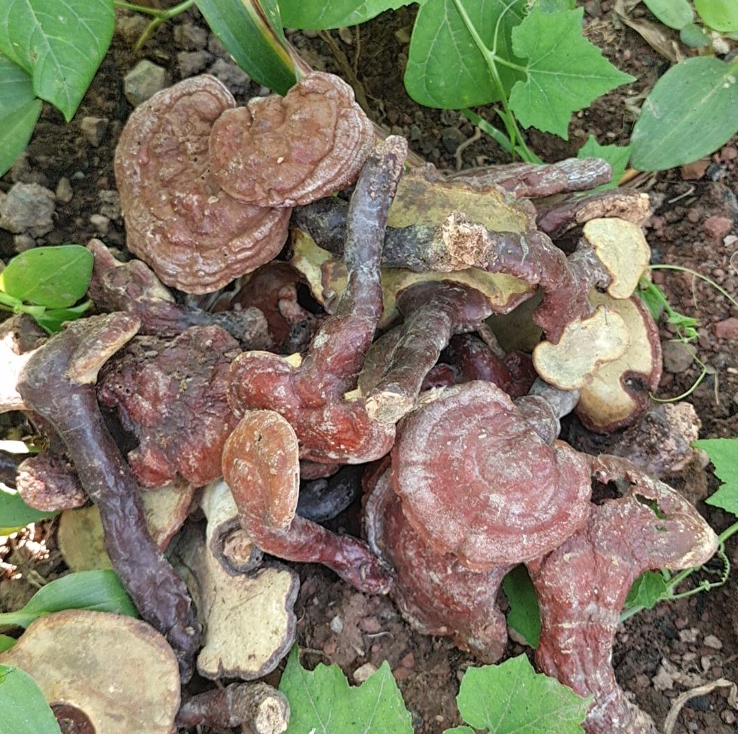 赤灵芝与黑灵芝对比图