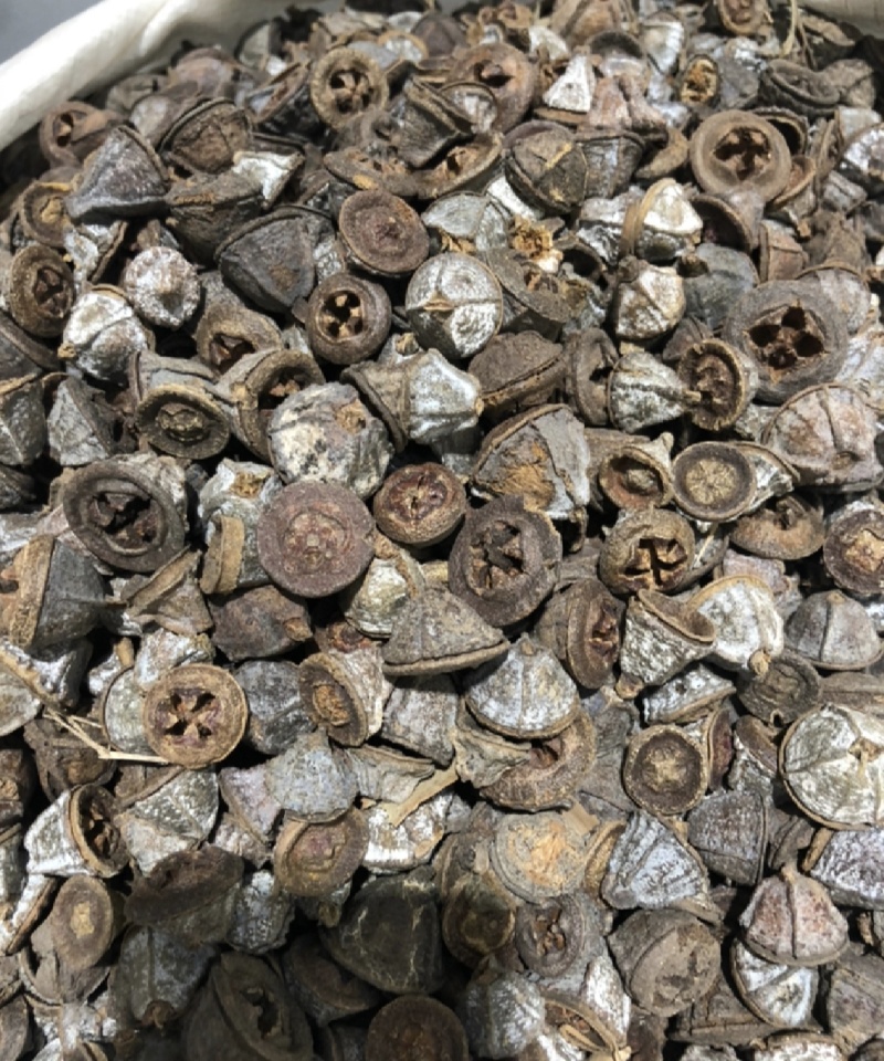 一口钟，桉树果，气味大，产地直发新货无硫，24小时内发货