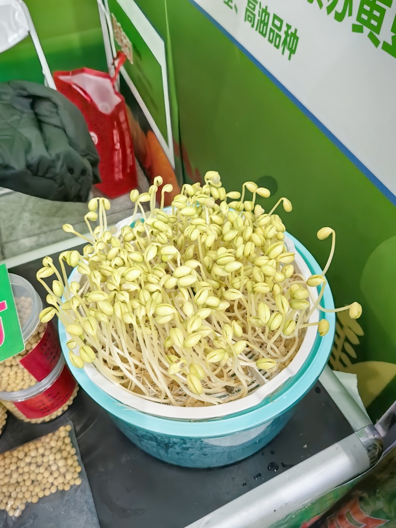 东升1号二芽豆，蛋白42%左右，芽率98以上水分13个