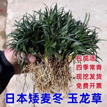 麦冬草日本矮麦冬草高档庭院耐寒四季常青中叶细叶金边麦冬
