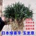 麦冬草日本矮麦冬草高档庭院耐寒四季常青中叶细叶金边麦冬