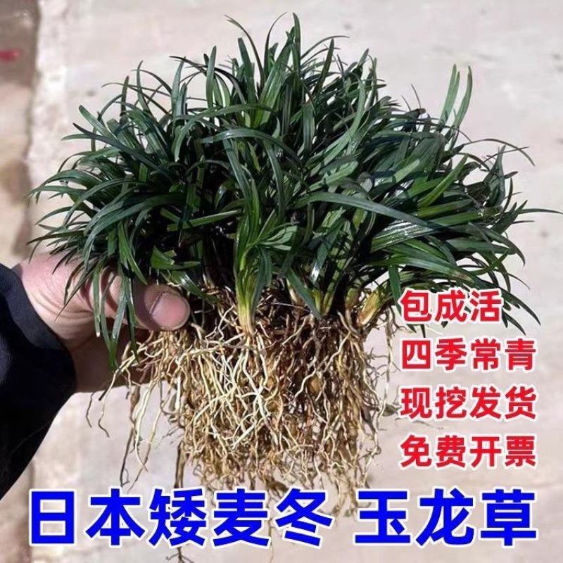麦冬草日本矮麦冬草高档庭院耐寒四季常青中叶细叶金边麦冬