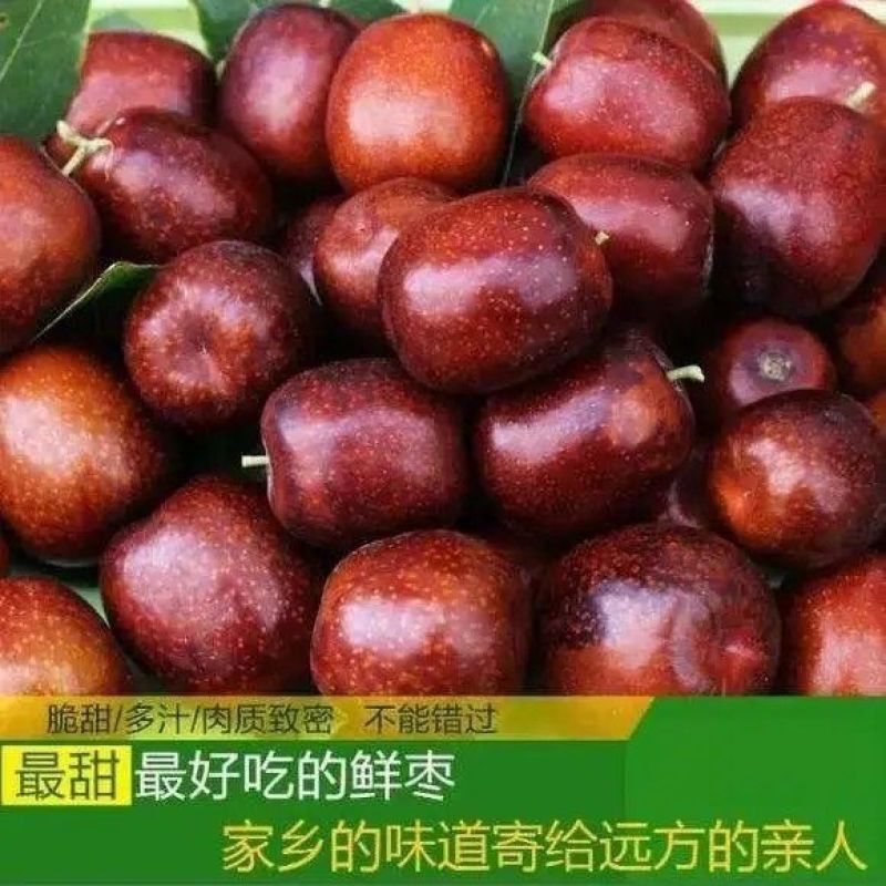临泽小枣鲜枣