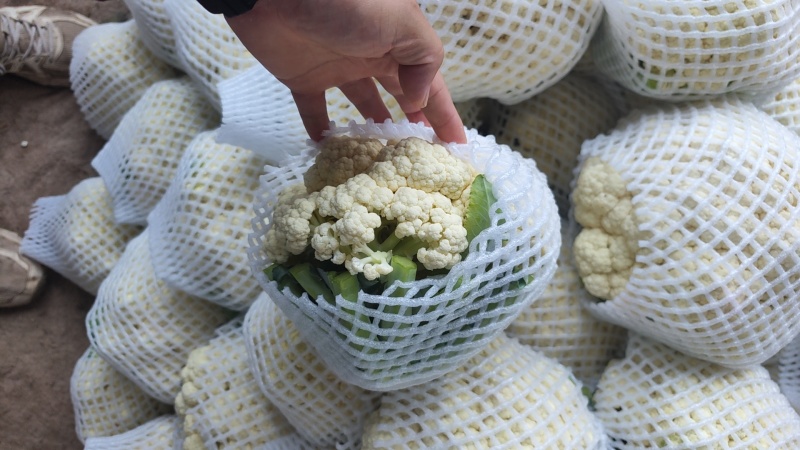 河北邯郸有机菜花大量上市一手货源可视频看货欢迎来电咨询