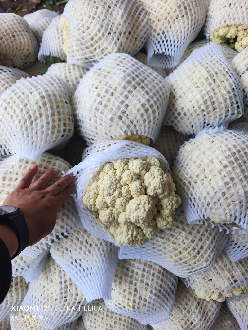 河北邯郸有机菜花大量上市一手货源可视频看货欢迎来电咨询