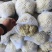 河北邯郸有机菜花大量上市一手货源可视频看货欢迎来电咨询