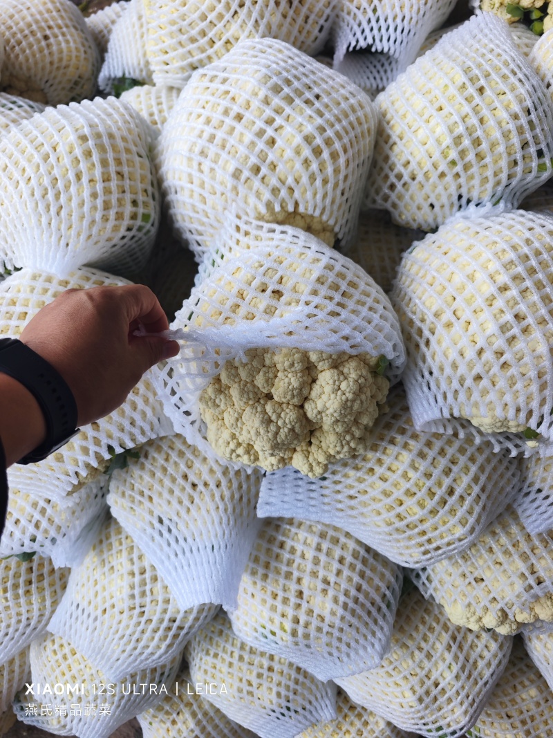河北邯郸有机菜花大量上市一手货源可视频看货欢迎来电咨询
