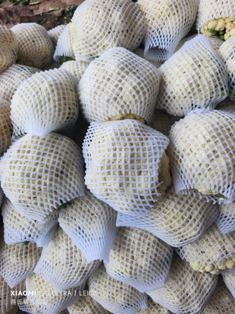 河北邯郸有机菜花大量上市一手货源可视频看货欢迎来电咨询
