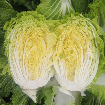 精品黄心大白菜