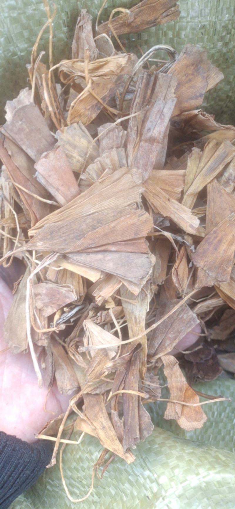 银杏干叶落地黄叶小锅炒干