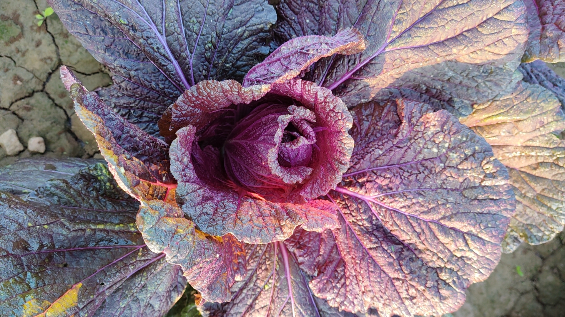 红菜苔的营养价值