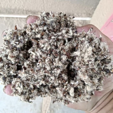 克拉玛依棉壳