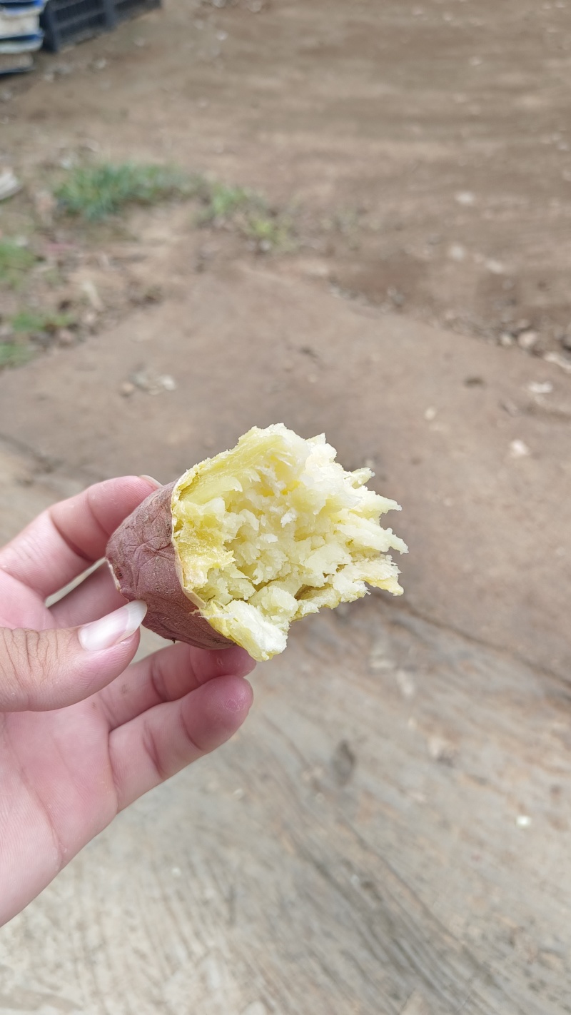 秦薯五号，地窖货，一指香板栗薯，干面甜，无丝，口感好