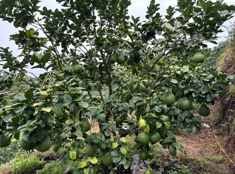 正宗梅州梅县自家果园种植沙田柚（纯甜柚）