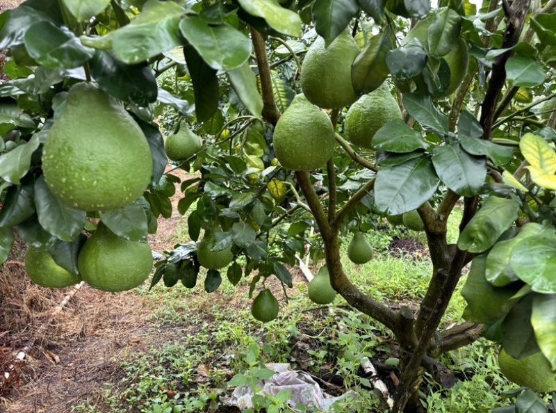 正宗梅州梅县自家果园种植沙田柚（纯甜柚）