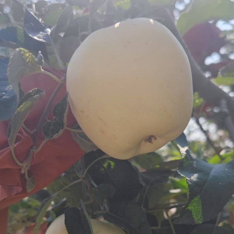 黄金维纳斯苹果追求口感的老板看过来原生态种植