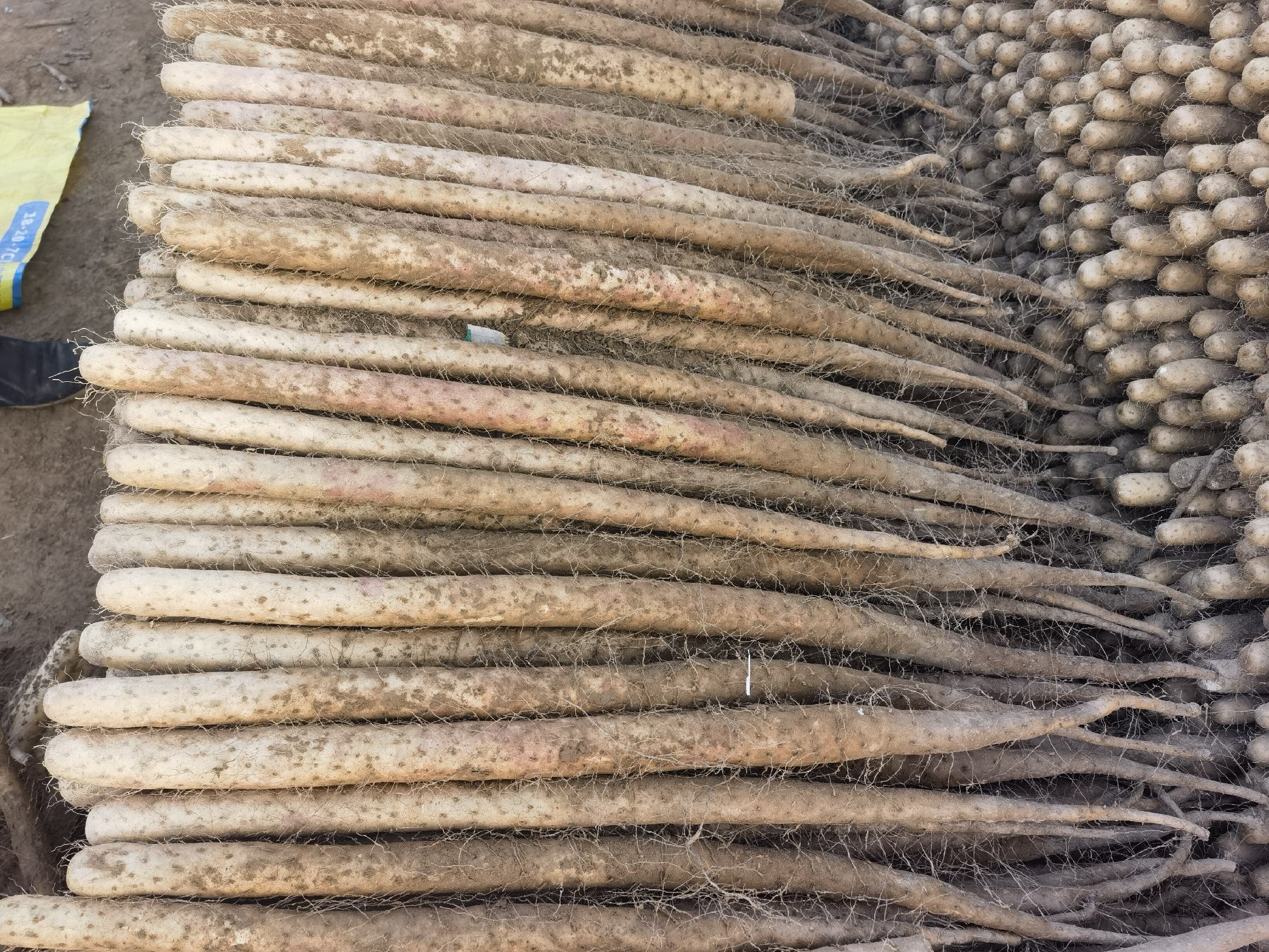 双棒山药特写图