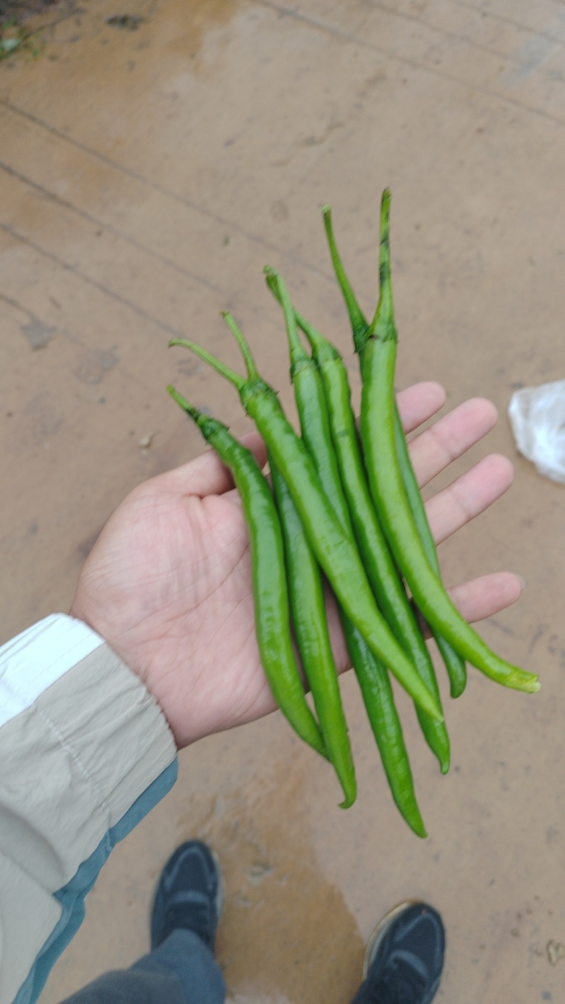 精品3号青线椒，产地直供，货源充足，品质保障欢迎来电