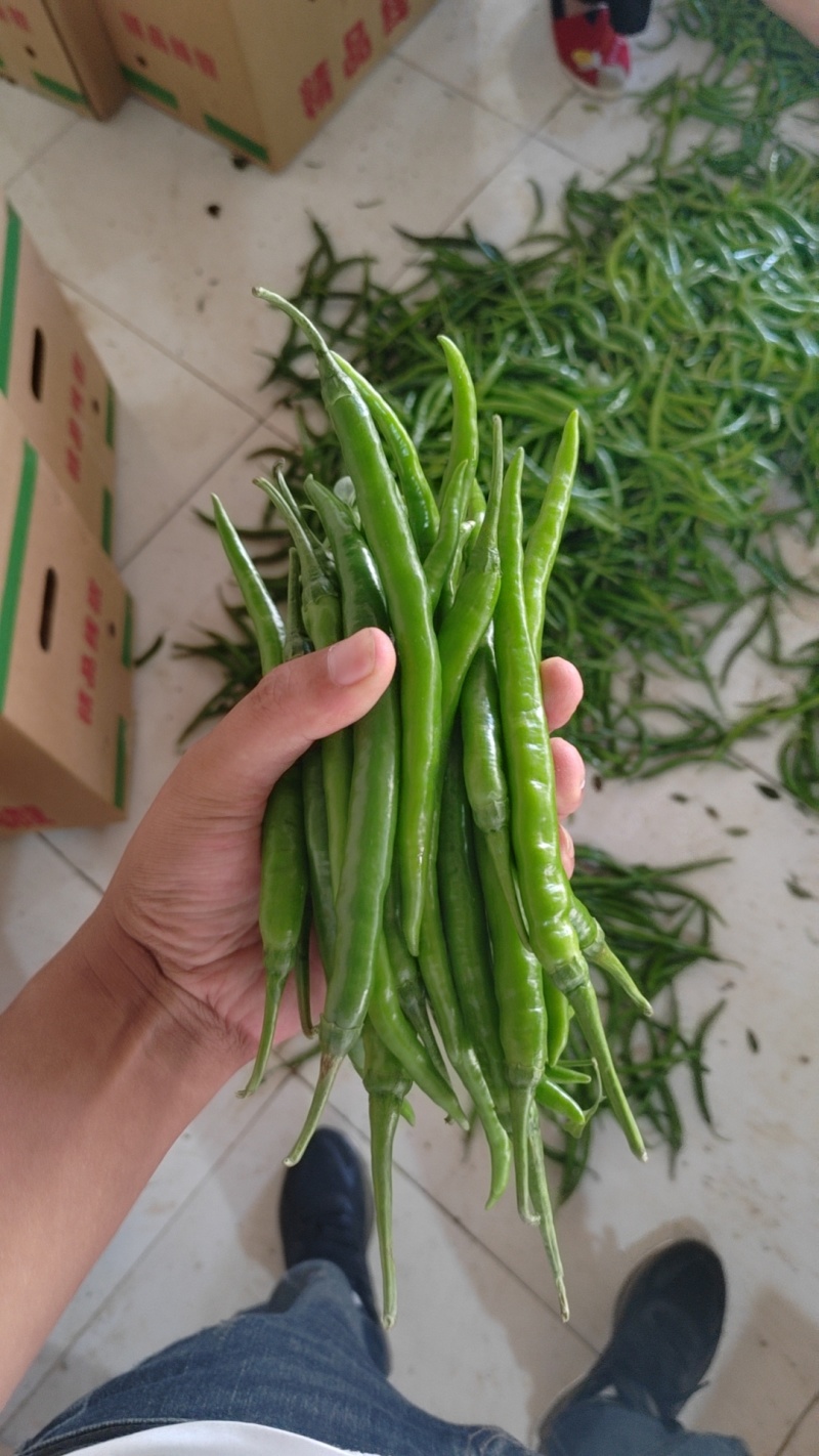 精品3号青线椒，产地直供，货源充足，品质保障欢迎来电