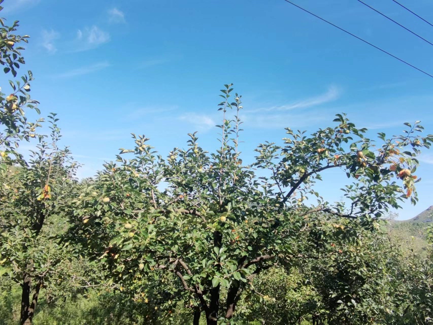 磨盘柿果园全景