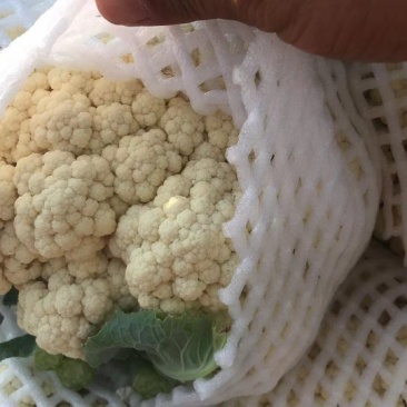 【松花菜】陕西阎良青梗白面松花菜按需求分拣打包有网袋