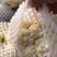 【松花菜】陕西阎良青梗白面松花菜按需求分拣打包有网袋