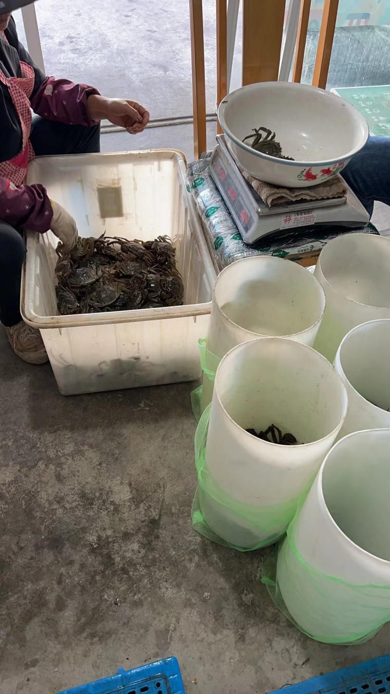 江苏兴化大闸蟹核心产区鲜活大闸蟹直供欢迎咨询看货