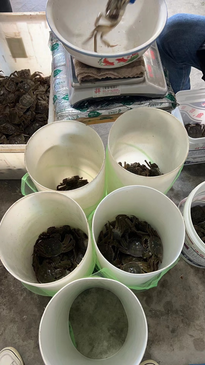 江苏兴化大闸蟹核心产区鲜活大闸蟹直供欢迎咨询看货