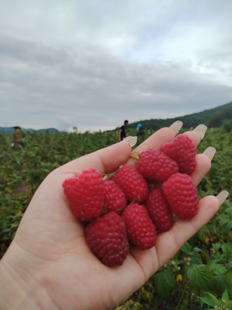 批发双季红树莓苗波尔卡秋萍秋褔红钻19号