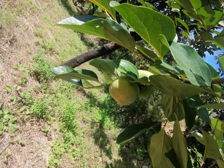 柿子与柿霜的自然搭配
