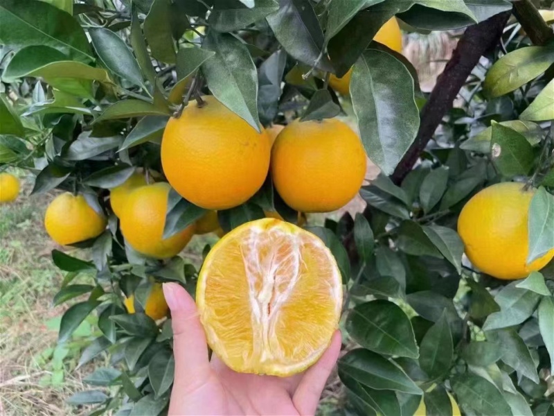 齐橙