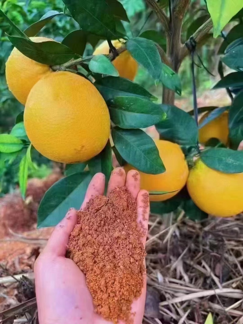 齐橙