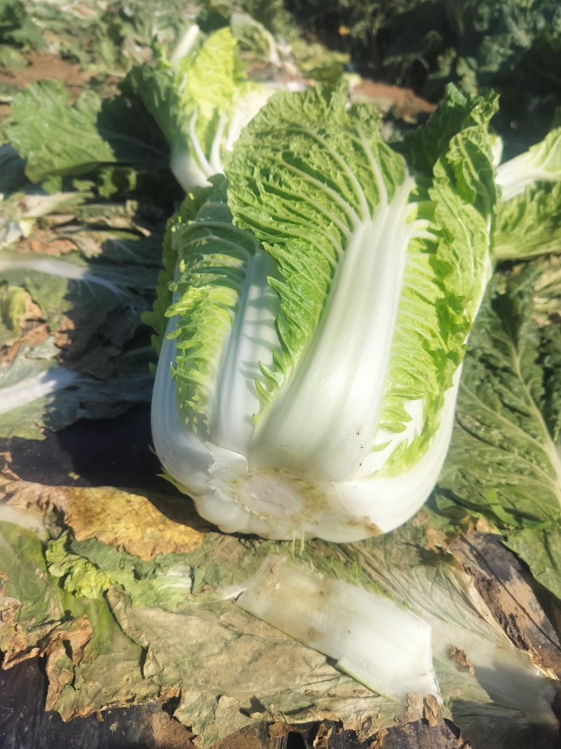 精品白菜