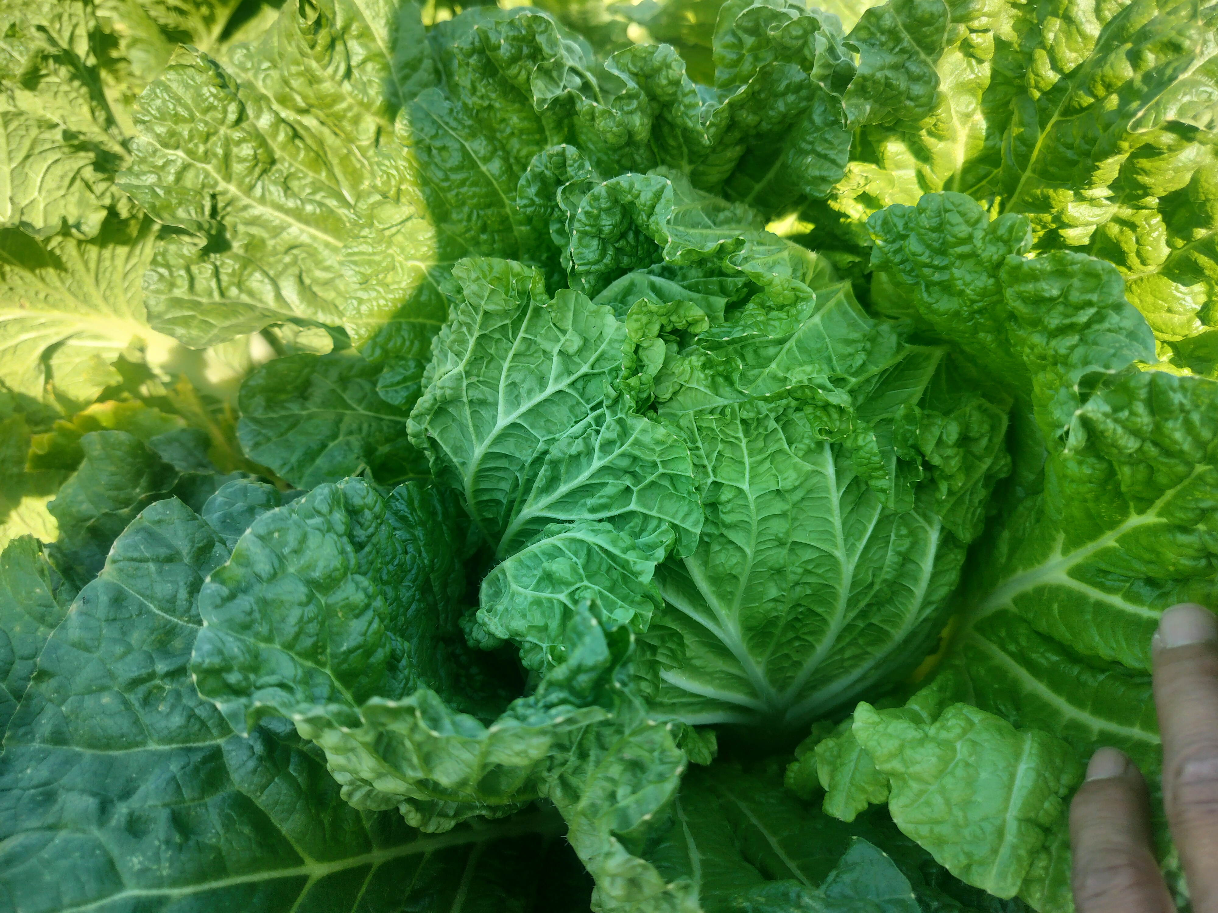 白菜叶片下翻症状图