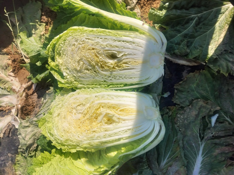 精品白菜