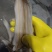 深海象拔蚌鲜活刺身级别顺丰冷链液氮锁鲜冻发贝壳类家庭囤货