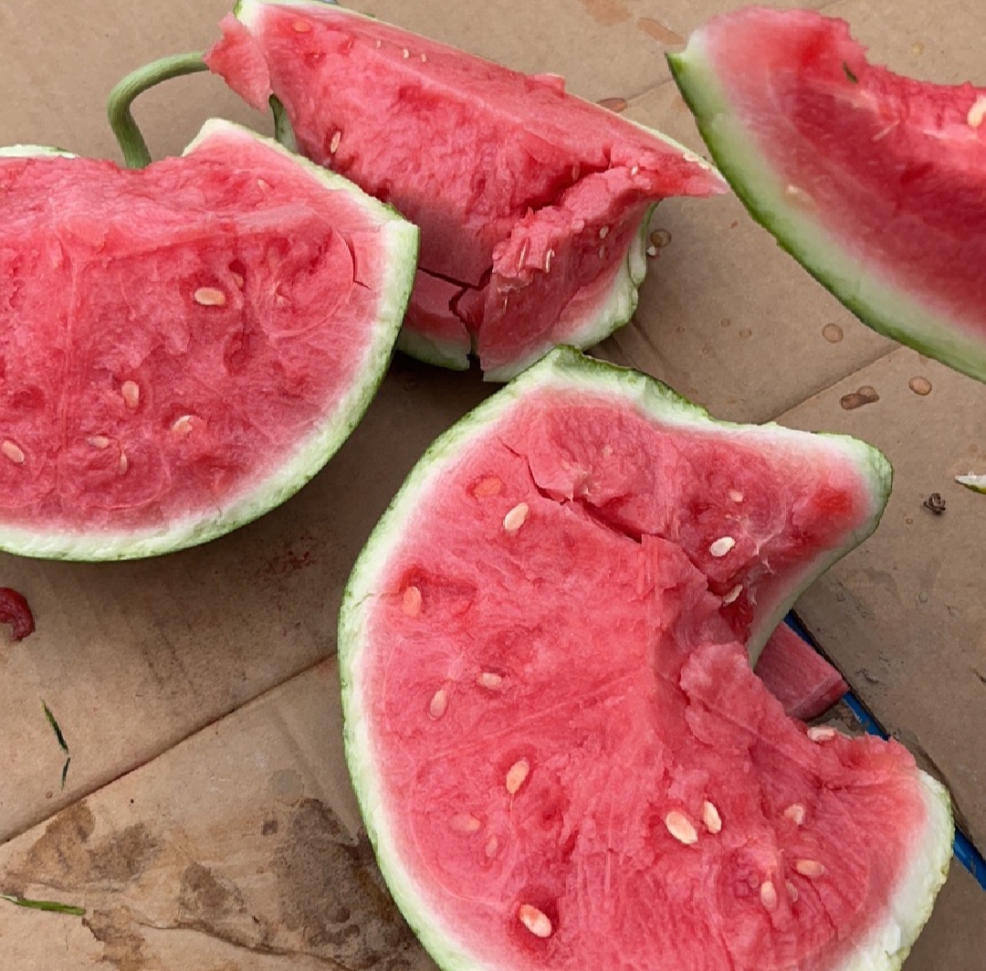 切开的美都西瓜横截面展示