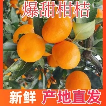 云南高山蜜桔皮薄味美产地直发新鲜采摘当天发货