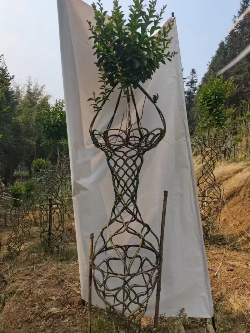 紫薇花瓶专业基地一手货源价格可谈需要的老板联系