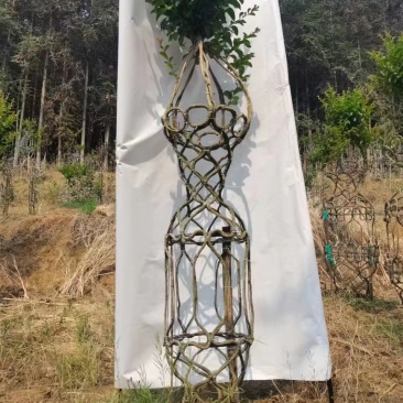 紫薇花瓶专业基地一手货源价格可谈需要的老板联系