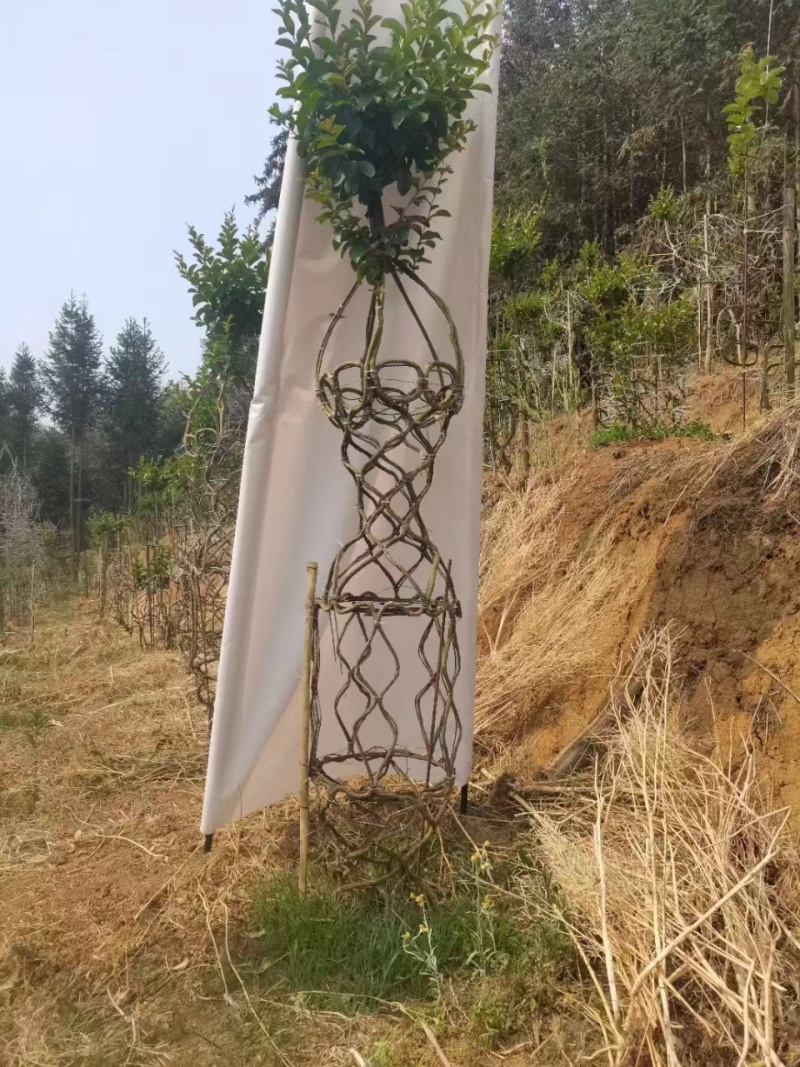 紫薇花瓶专业基地一手货源价格可谈需要的老板联系