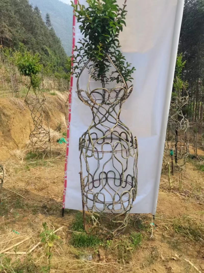 紫薇花瓶专业基地一手货源价格可谈需要的老板联系