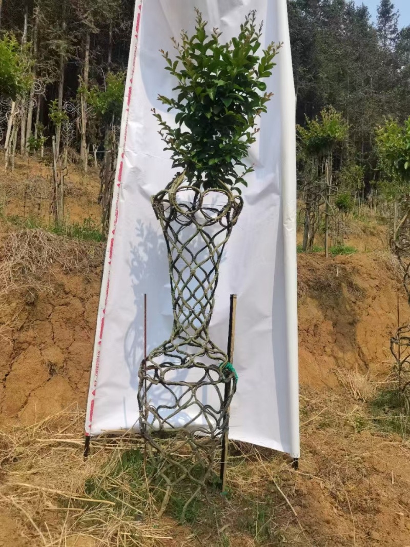 紫薇花瓶专业基地一手货源价格可谈需要的老板联系