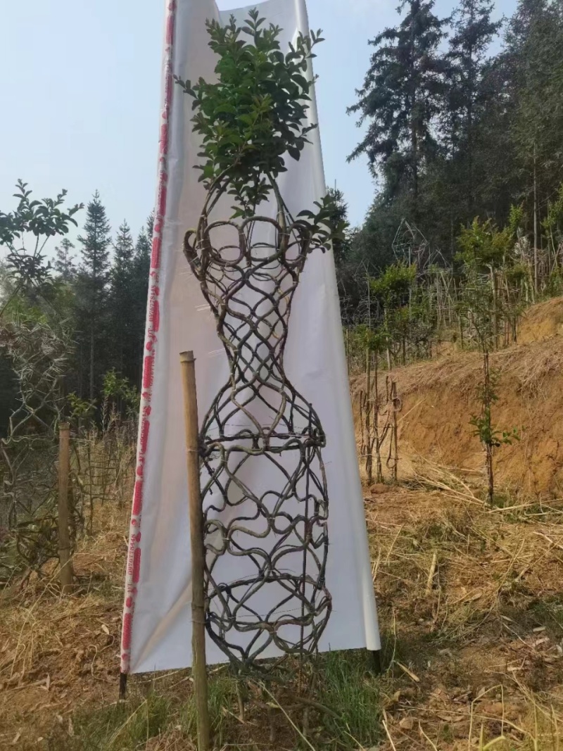 紫薇花瓶专业基地一手货源价格可谈需要的老板联系