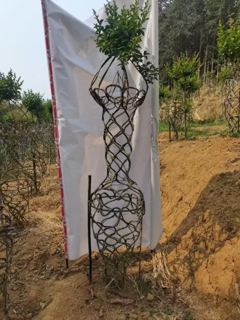 紫薇花瓶基地直发一手货源价格美丽欢迎电话沟通